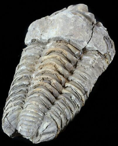 Calymene Trilobite From Morocco - Large Size #49637